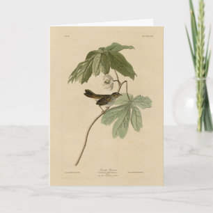 Swamp Sparrow from Audubon's Birds of America Card