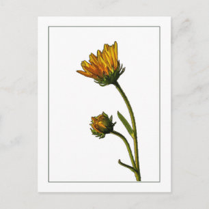 Swamp Sunflower Botanical Photo-Sketch Postcard