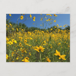 Swamp Sunflowers Postcard