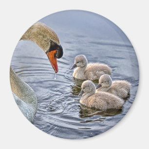 Swan and Babies Magnet