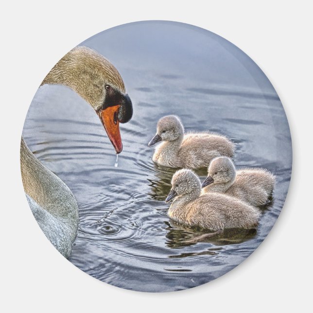 Swan and Babies Magnet (Front)
