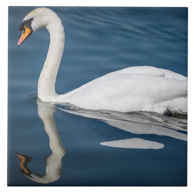 Swan and blue water ceramic tile (Front)