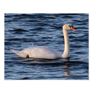 Swan and Blue Water Photo Print