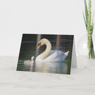 Swan and cygnet Greeting Card