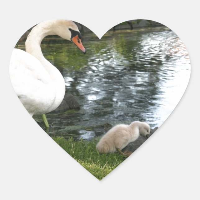 Swan and cygnet Heart Stickers (Front)