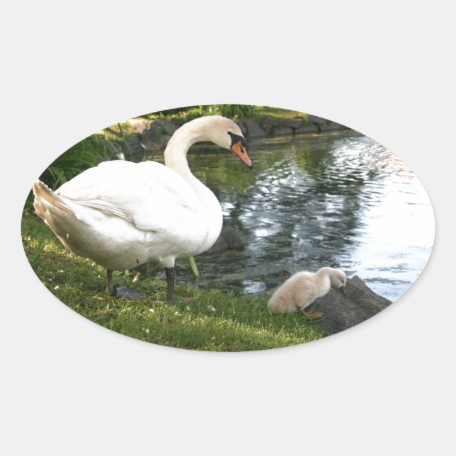 Swan and cygnet oval sticker (Front)