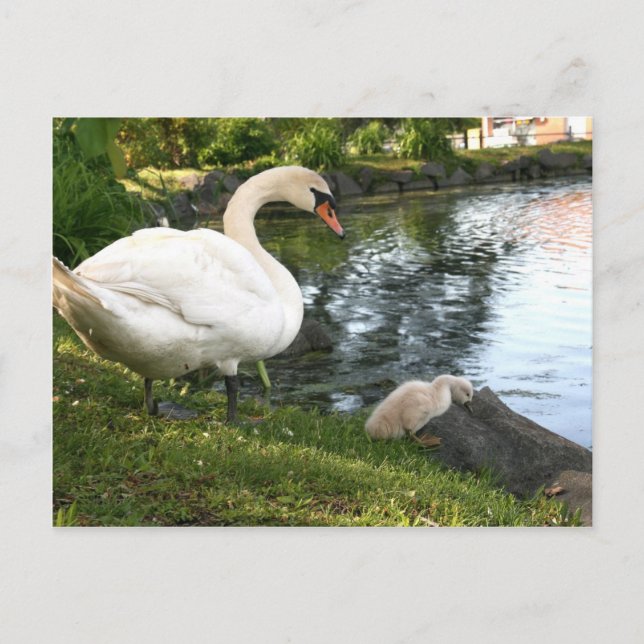 Swan and cygnet postcard (Front)
