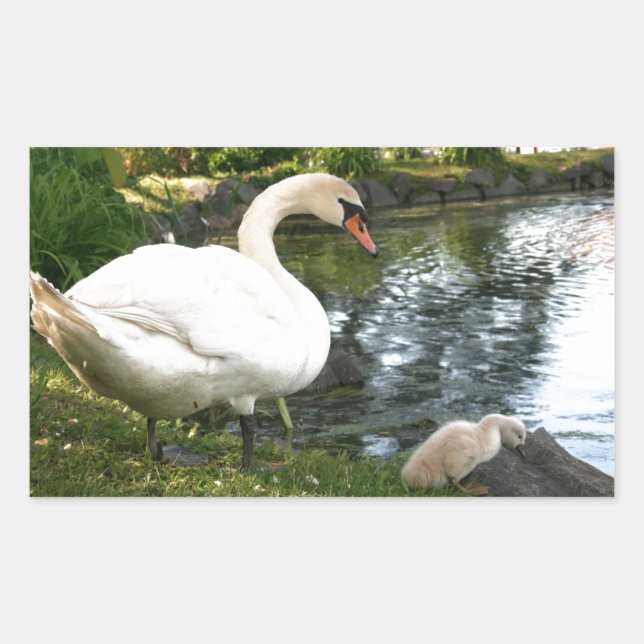 Swan and cygnet Rectangle Stickers (Front)