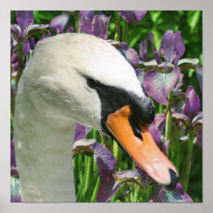 Swan And Purple Iris Flowers Poster
