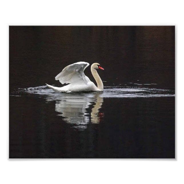 Swan and Reflections Photo Print (Front)
