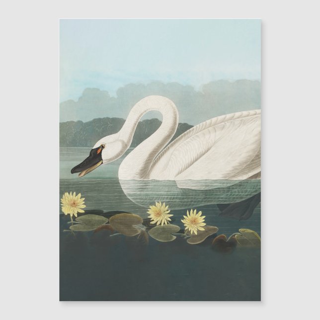 swan audubon bird white water swans (Front)