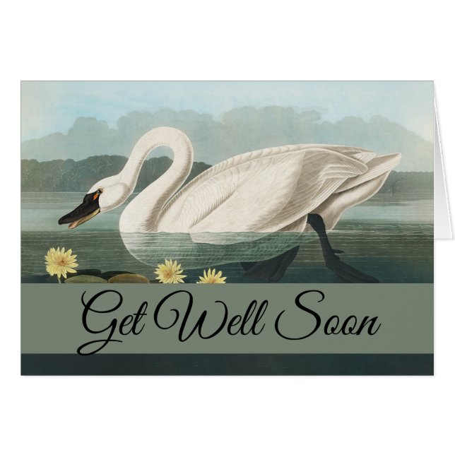 swan audubon bird white water swans (Front Horizontal)
