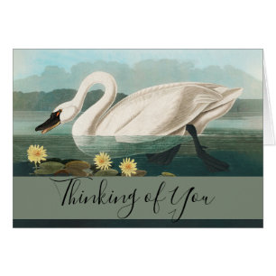 swan audubon bird white water swans