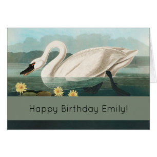 swan audubon bird white water swans