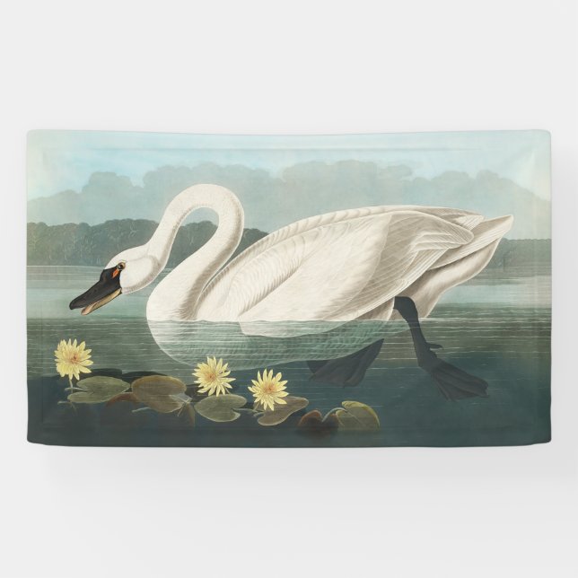 swan audubon bird white water swans banner (Horizontal)