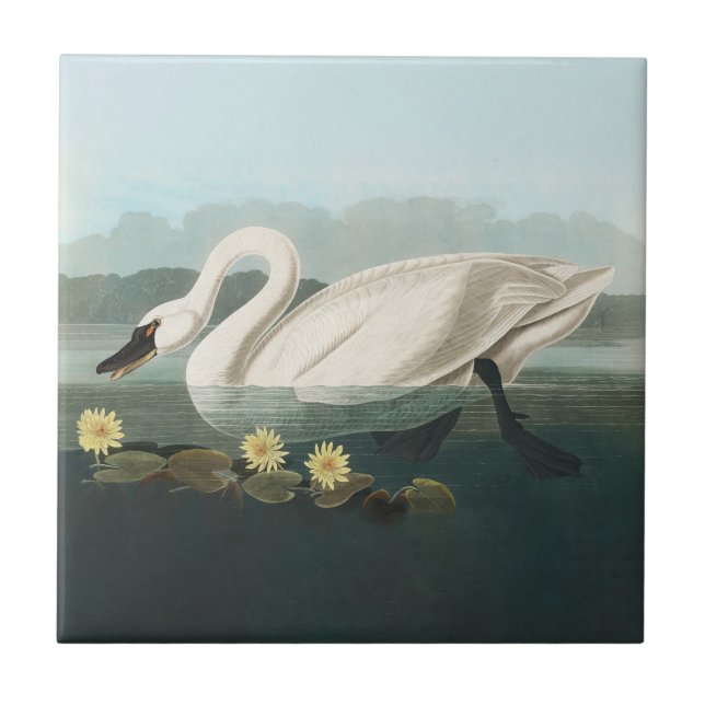 swan audubon bird white water swans ceramic tile (Front)