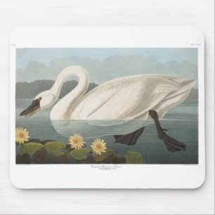 swan audubon bird white water swans mouse pad
