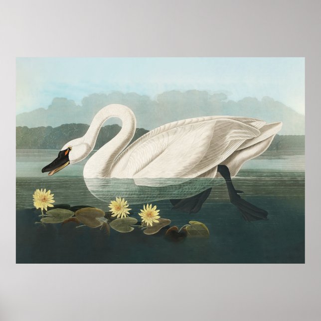 swan audubon bird white water swans poster (Front)