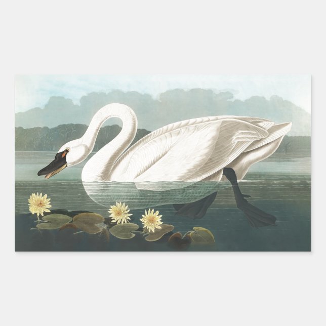 swan audubon bird white water swans rectangular sticker (Front)