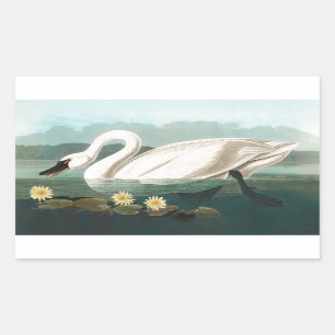 swan audubon bird white water swans rectangular sticker
