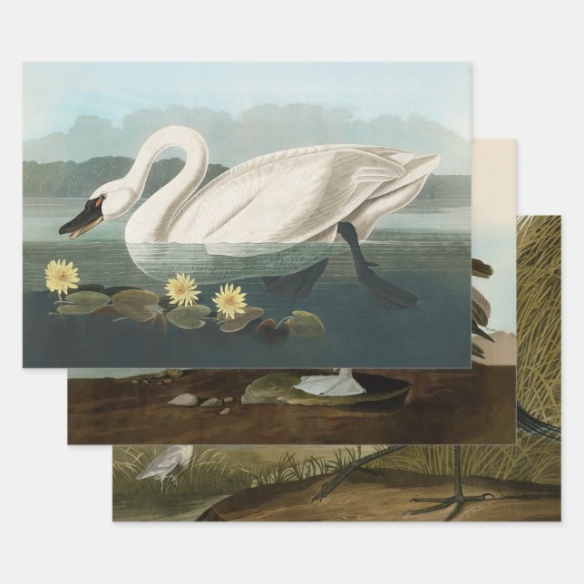 swan audubon bird white water swans wrapping paper sheet (Set)