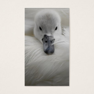 Swan, Beautiful White Feathers, Beauty Comfort