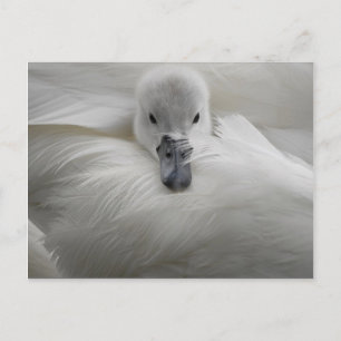 Swan, Beautiful White Feathers, Beauty Comfort Postcard