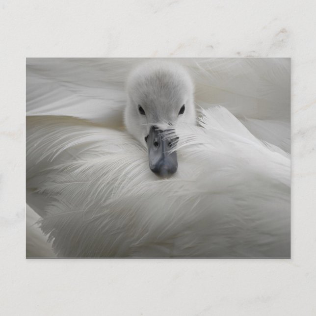 Swan, Beautiful White Feathers, Beauty Comfort Postcard (Front)