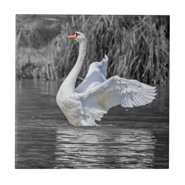 Swan Black and White Photography Ceramic Tile (Front)