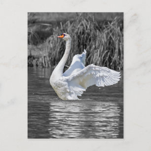 Swan Black and White Photography Postcard