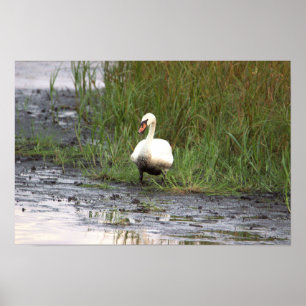 Swan by the Marsh Poster