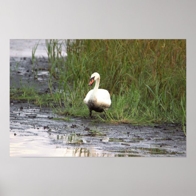 Swan by the Marsh Poster (Front)