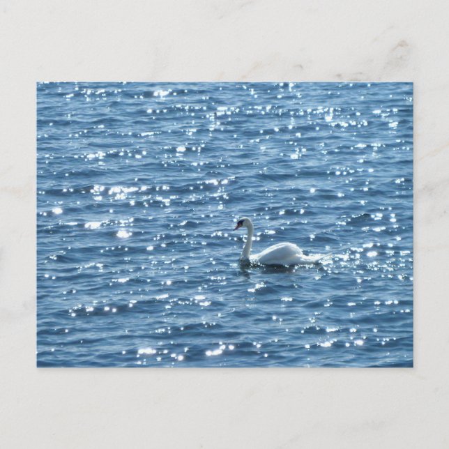 Swan, Cardiff Bay, Cardiff Postcard (Front)