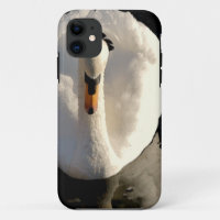 Swan
