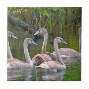 Swan Ceramic Tile