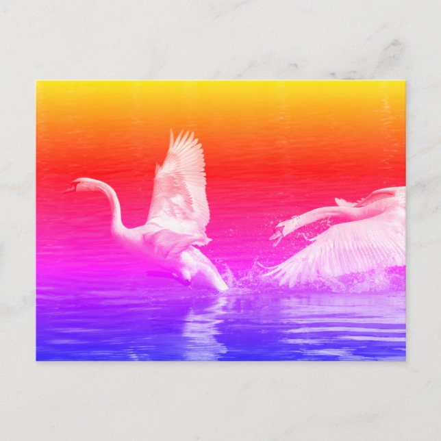 Swan chasing another swan postcard (Front)