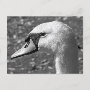 Swan Close-up. Roath Park Lake, Cardiff, Wales Postcard