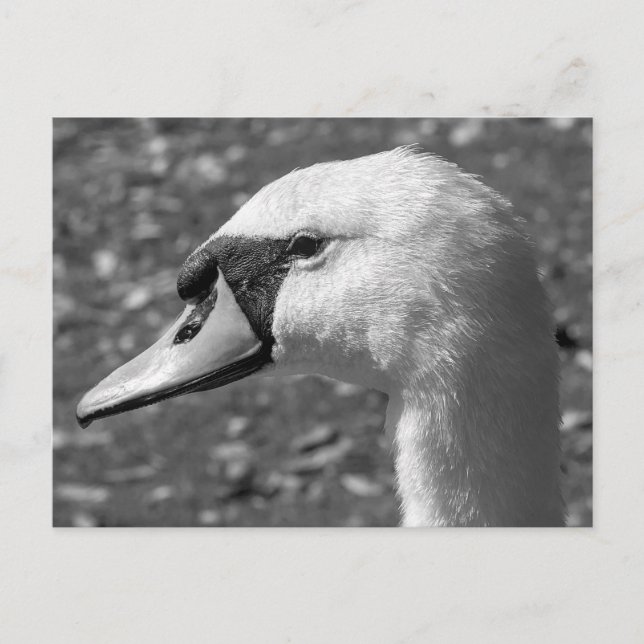 Swan Close-up. Roath Park Lake, Cardiff, Wales Postcard (Front)