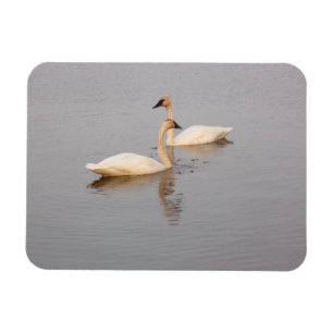 Swan Couple Flexible Photo Magnet