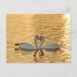 Swan Couple Meeting at Sunset Photograph Postcard