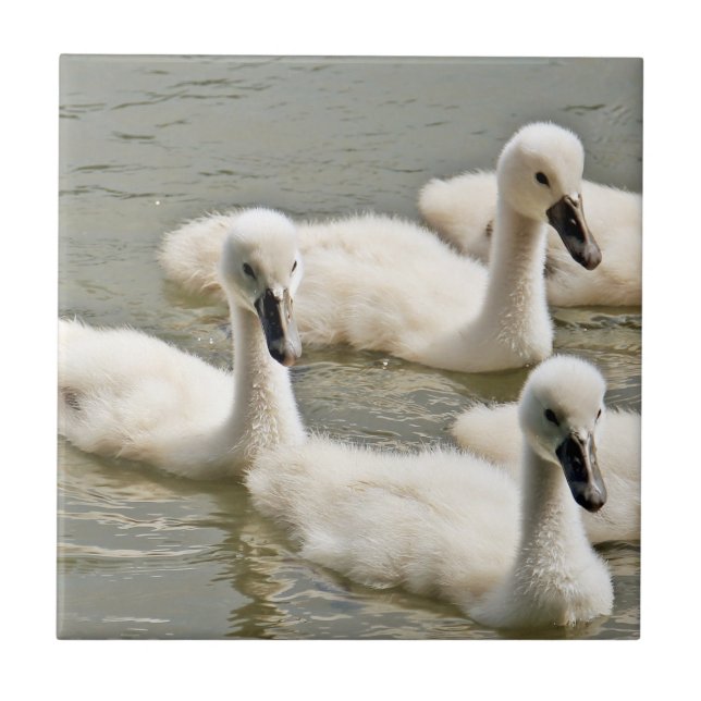 Swan Cygnets Swimming Ceramic Tile (Front)