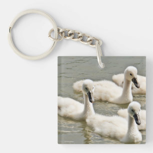 Swan Cygnets Swimming Key Ring