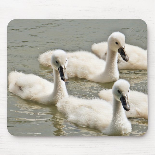 Swan Cygnets Swimming Mouse Pad (Front)