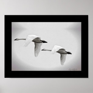 Swan Duo Poster