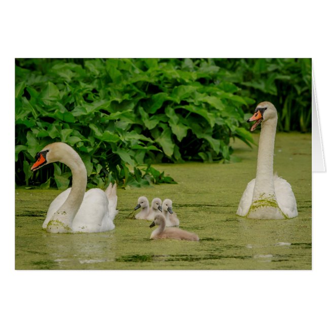 Swan Family (Front Horizontal)
