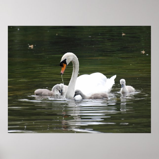 Swan Family Gift Wrap – Serene Water Scene with Mo Poster (Front)