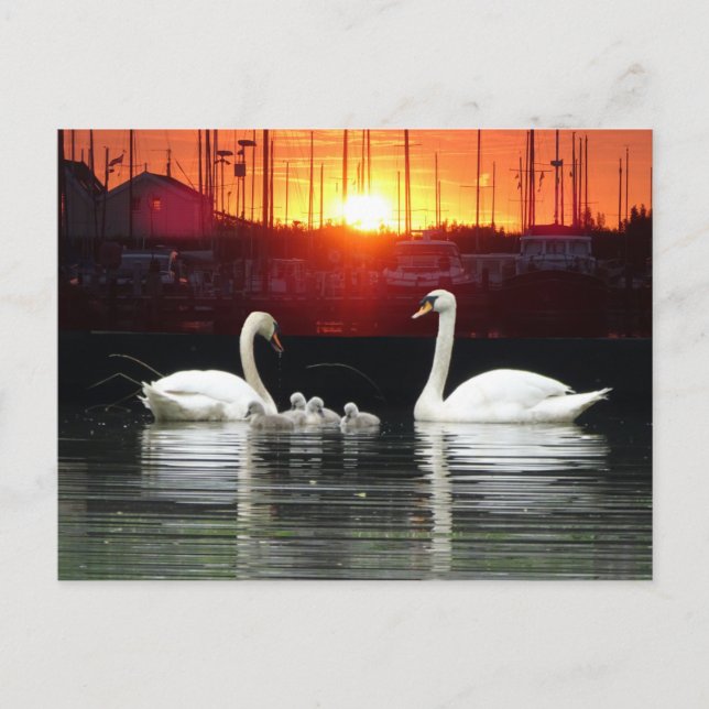 Swan Family in Harbour Cust. BG DIY Postcard (Front)