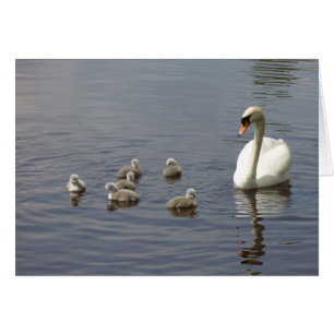 Swan family in water