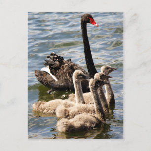 Swan Family Postcard