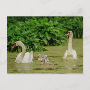 Swan Family Postcard